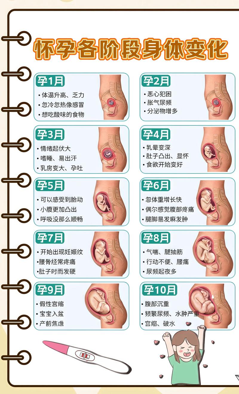 揭秘供卵代孕妈妈怀孕小腹分两节，孕期变化的奥秘中卫代生机构: